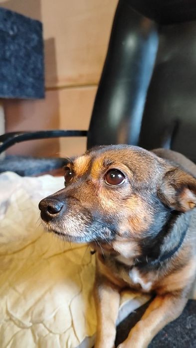 Милая, маленькая собачка ищет дом