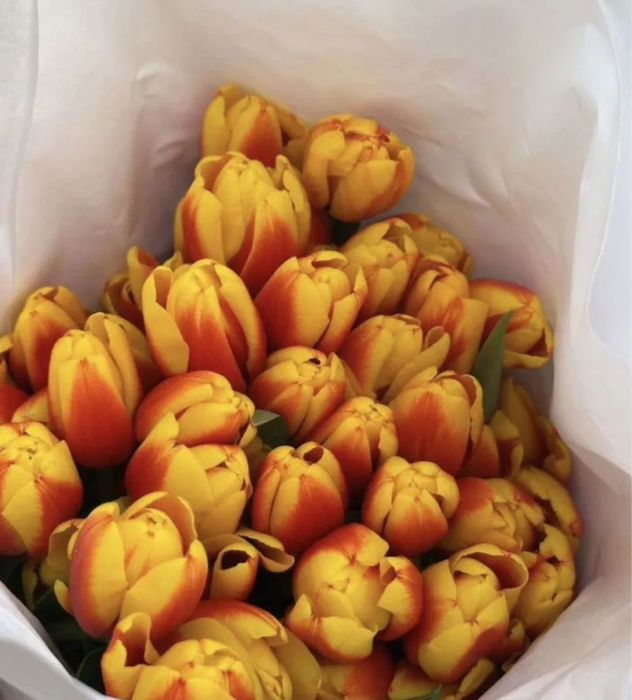 Кызгалдактар тюльпаны