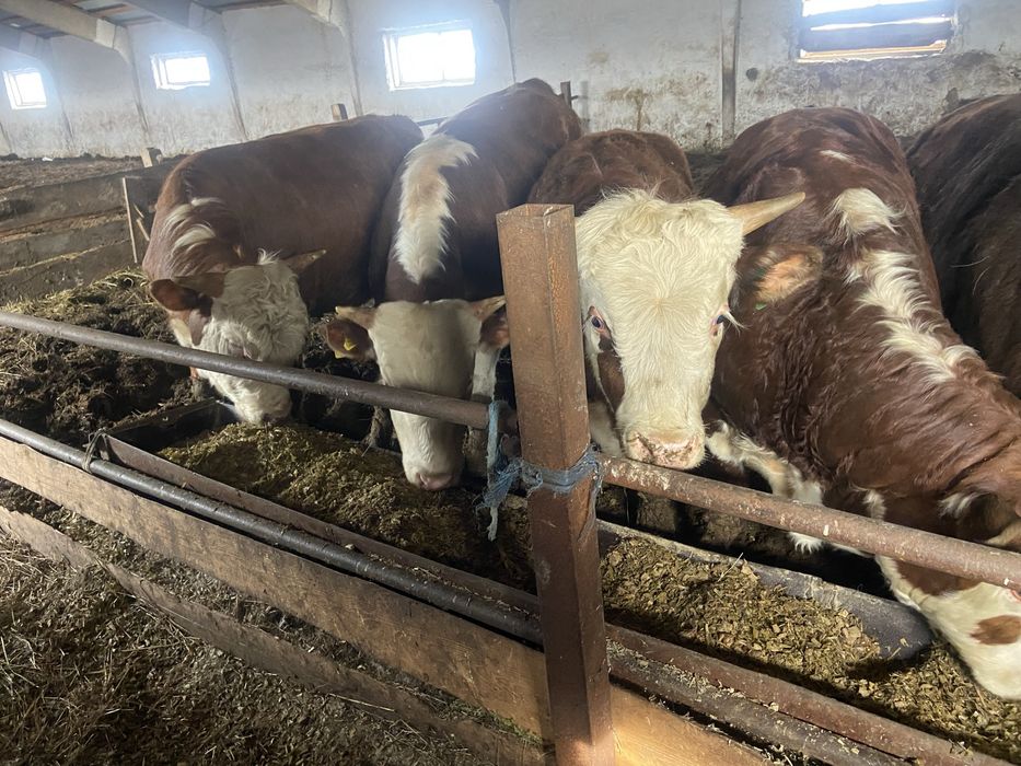 Быки с откорма 16 голов