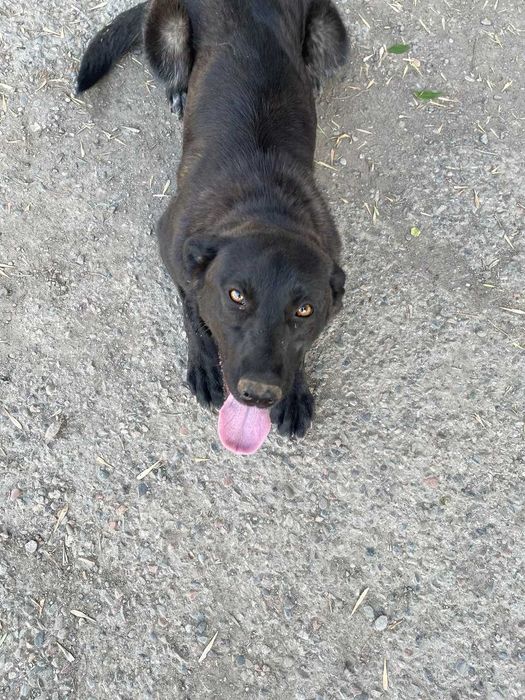 Пристраивается собака в добрые руки ( ТОЛЬКО ОТВЕТСТВЕННЫМ )