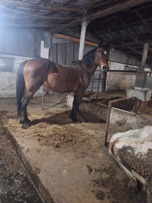 Vand o iapa manz si manza