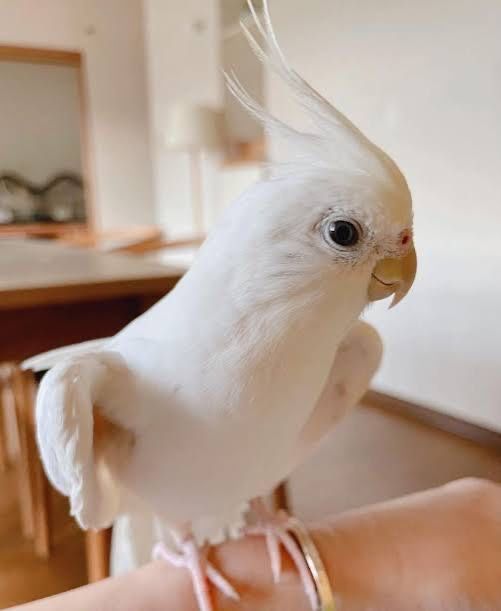 Кареллы разного окрасса