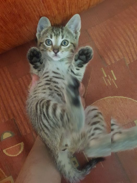 Pisic 5 saptamani pentru adoptie