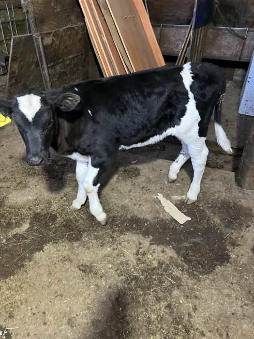 Бұзау сатамын ұрғашы  Продам теленка