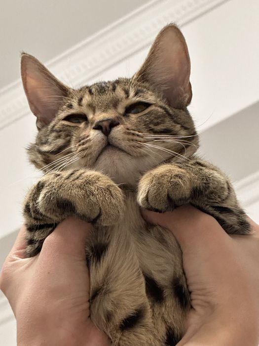 Отдам в добрые руки