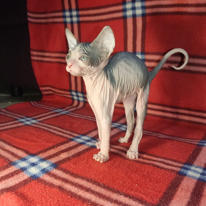 Кот сфинкс на вязку.