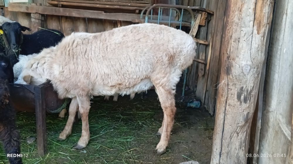 Продам кошкара годовалого
