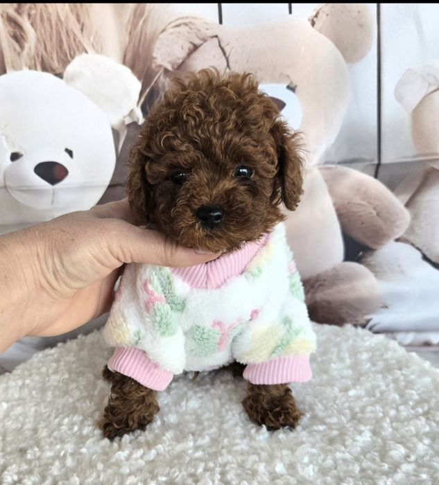 Пудел той ,Пудел тийкъп с родословие