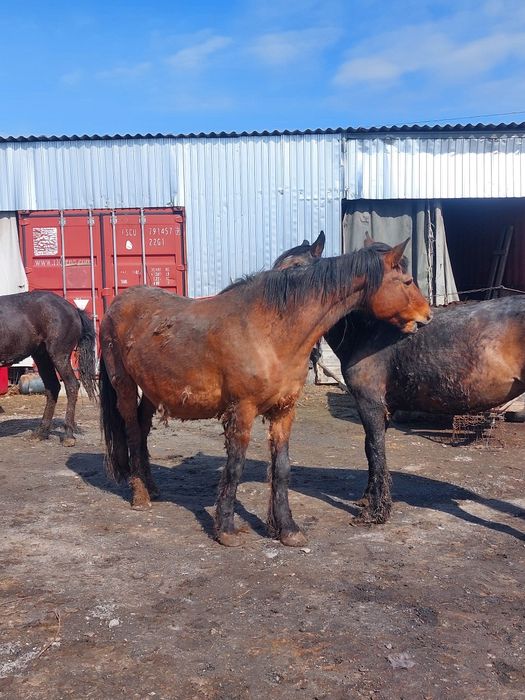 Продам жеребых кобыл