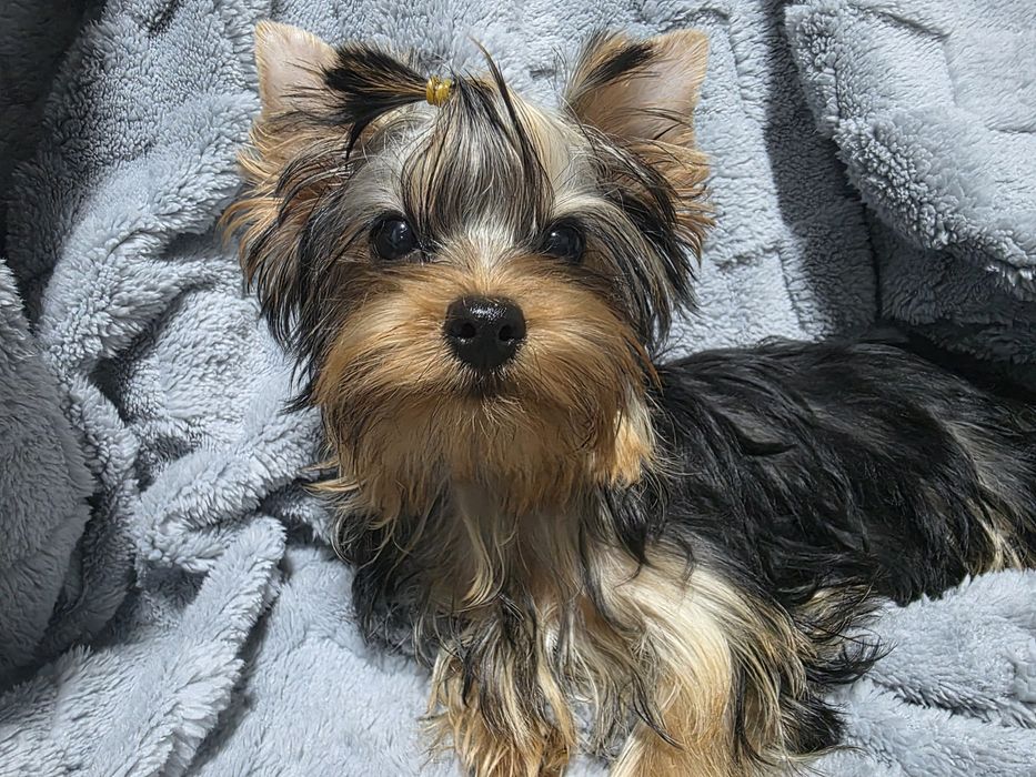 Продаётся щенок йоркширского терьера