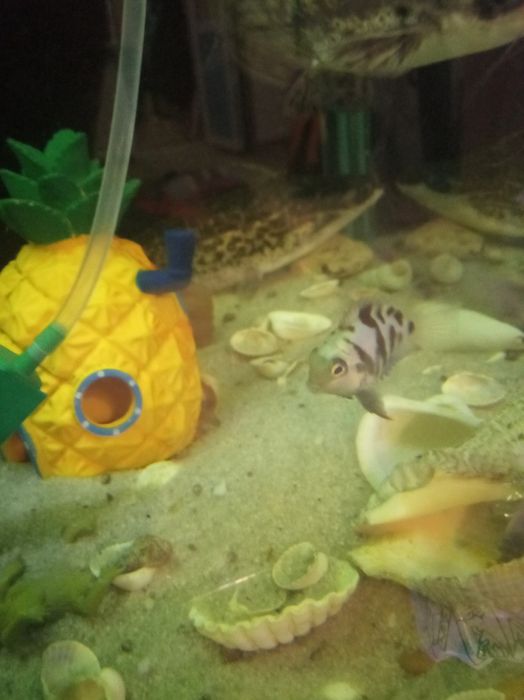 Рыба аквариум , мольки