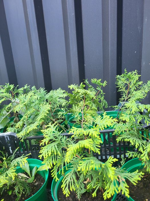 Продам  туи смарагд  в горшках