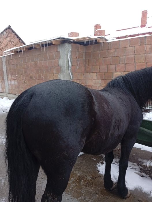 Iapa de vanzare neagra