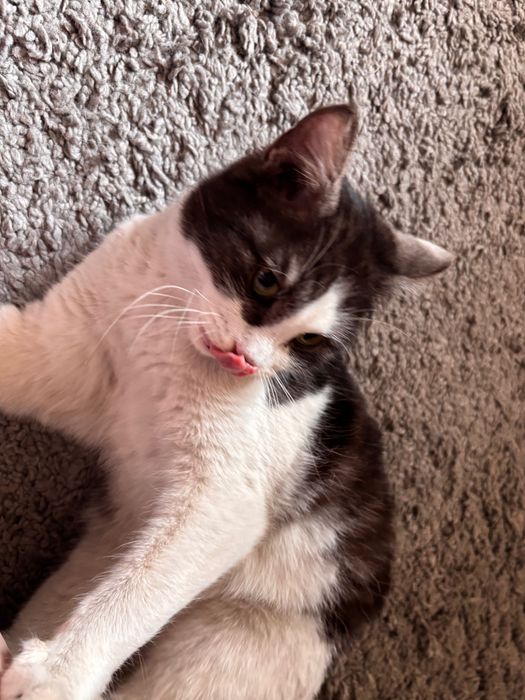 Отдам в добрые ручки