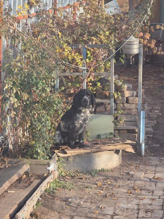 Русский сапиель.