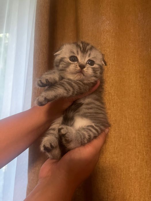 Продам котят скоттиш фолд