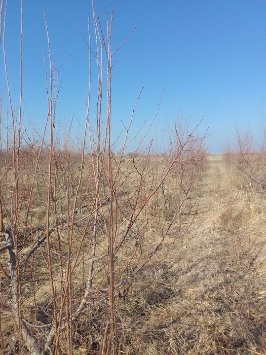 Chiya nali bor juda ko‘p