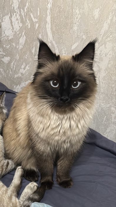 Кошка ищет дом