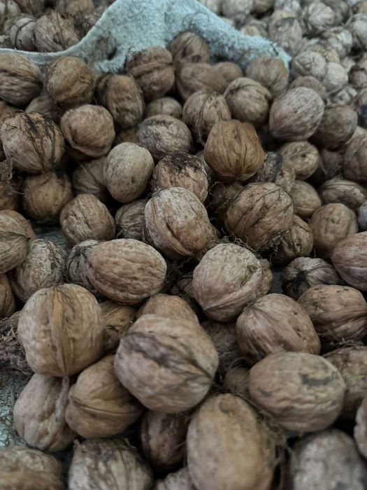Продам грецкие орехи