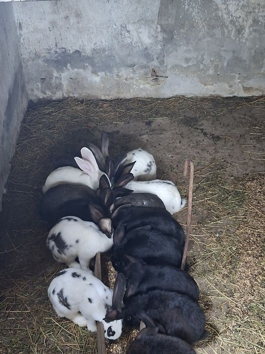 Vând Iepuri fluture german si berbec german negru  5 luni masculi si femele  preț in privat .Se pot  face si carcase  la cerere