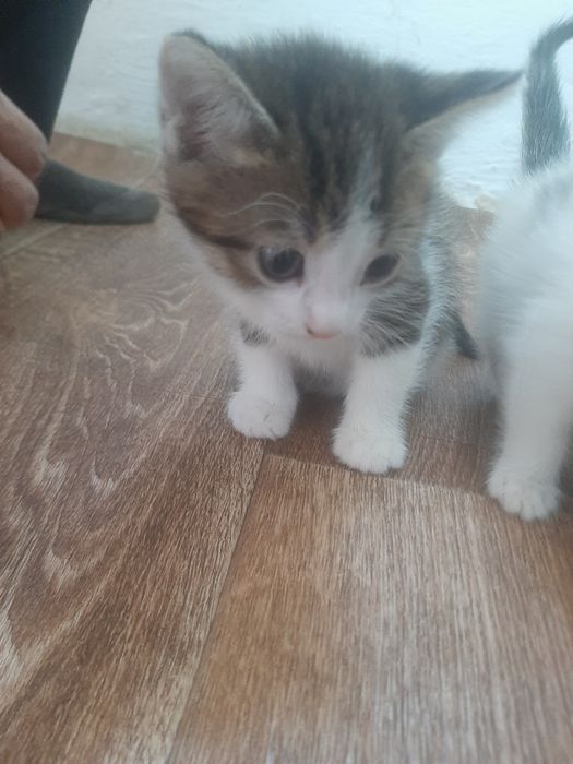 Две котята без пароды 1 месяцов