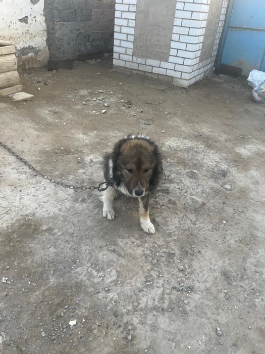 Кавказски ит бар