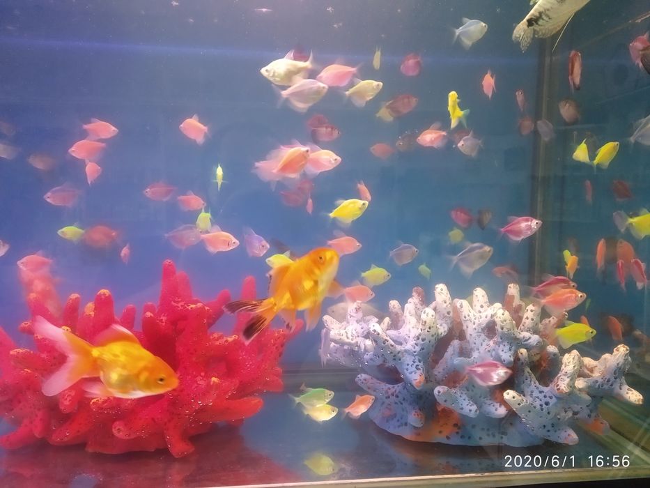 Продам аранды телескоп тернецыя