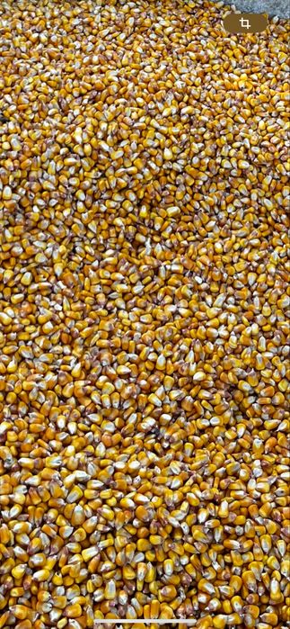 Vand porumb recent recoltat