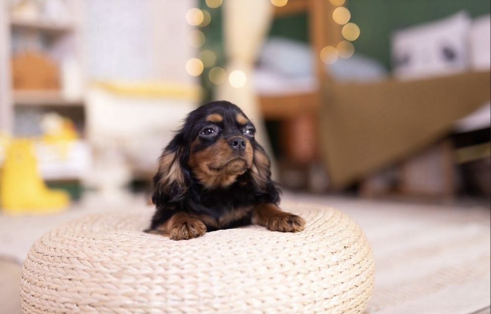 Кавалер Кинг Чарльз спаниель