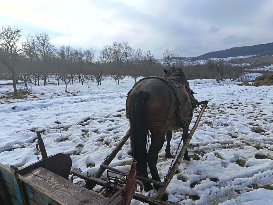 Vând iapă gestantă