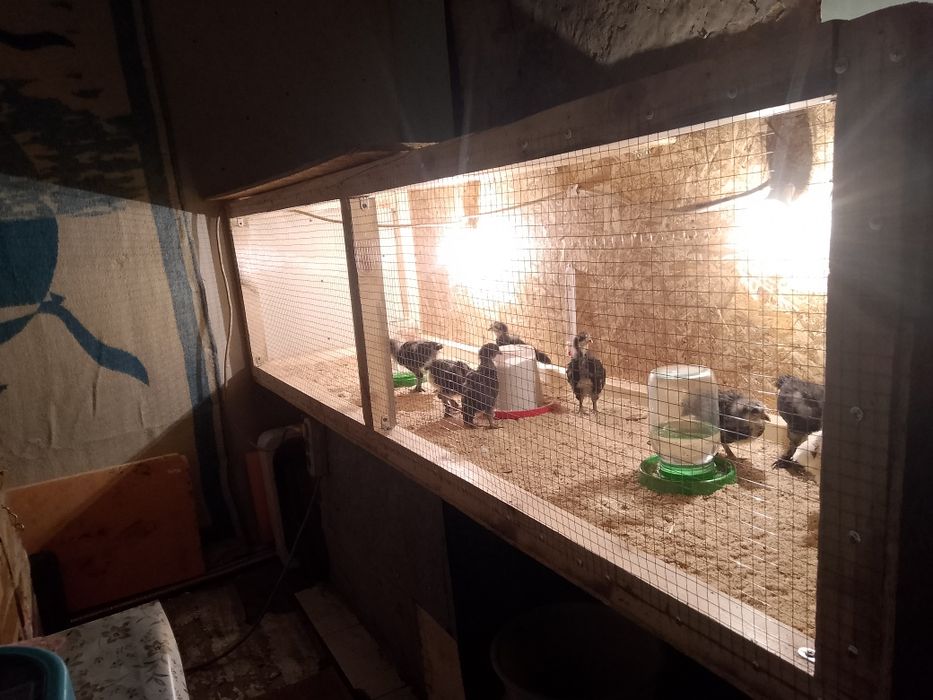 Продам клетку для цыплят