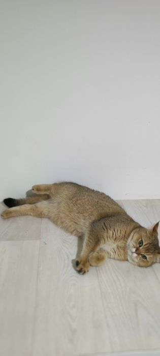 Бриташки ОчаРоваШки Зеленоглазые