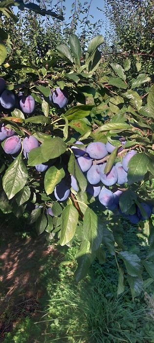 Prune de vinzare din soiul stanley