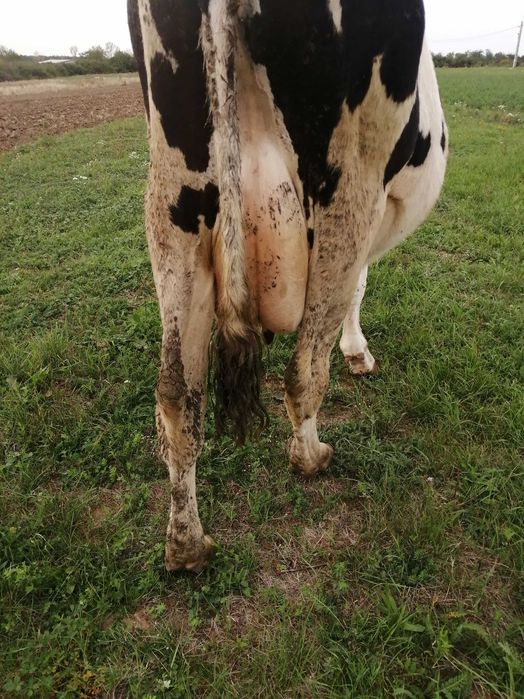 De vânzare vacă holstain.