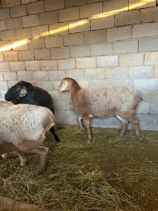 Арашан қойлар сатылады