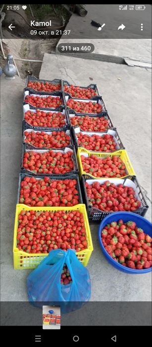 Qulupnay kõchat sotiladi