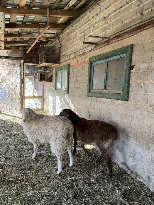 продам 2кошкарчика