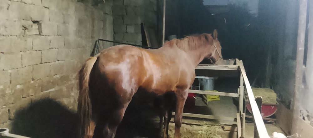 Той сотилади айгир