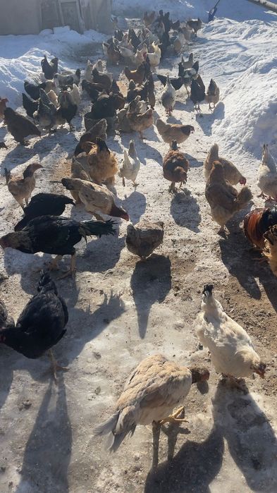 Уйдын тауыктары 5000 мннан