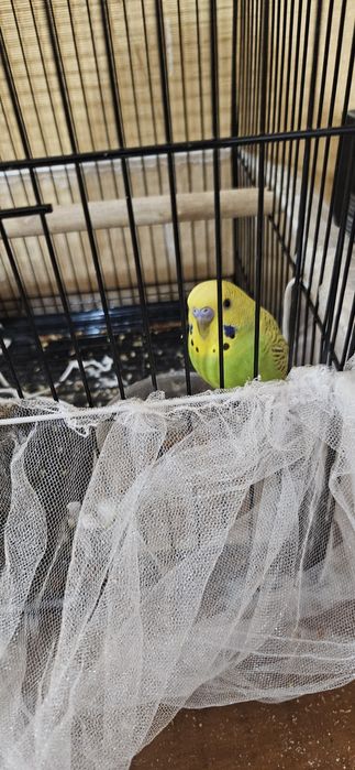 Продаются попугаи