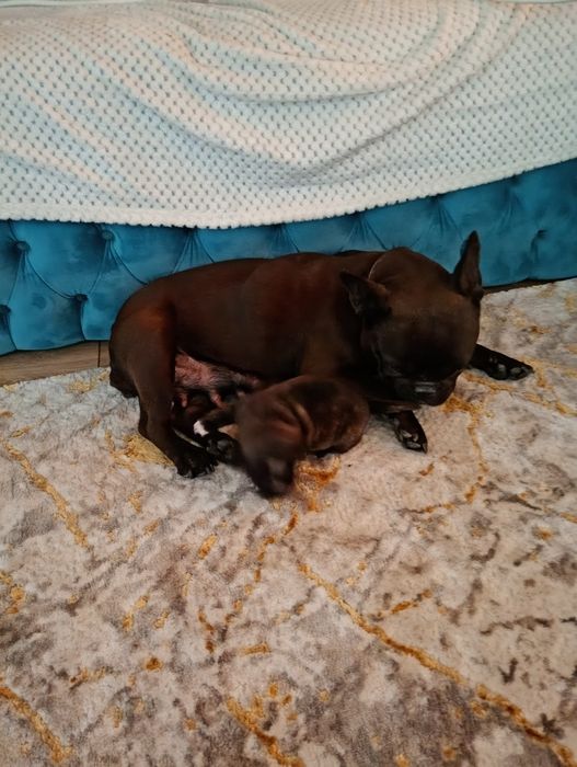 Donez duldog francez femelă