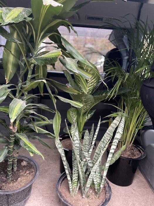 Комнатные растение