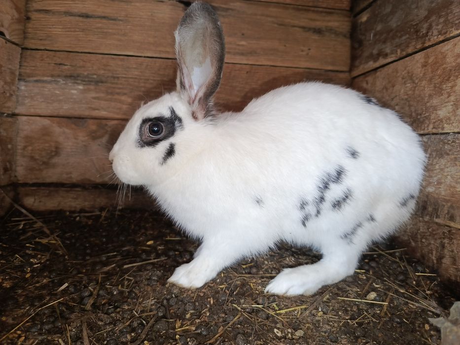 Продам кроликов х