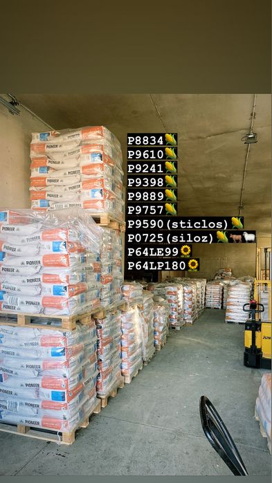 Samanta porumb, floare PIONEER NEOMA