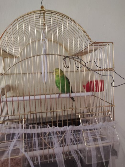 Попугай самец с клетками