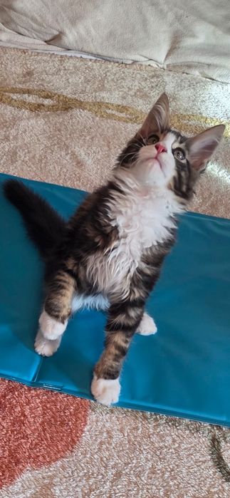 Motanel Maine Coon