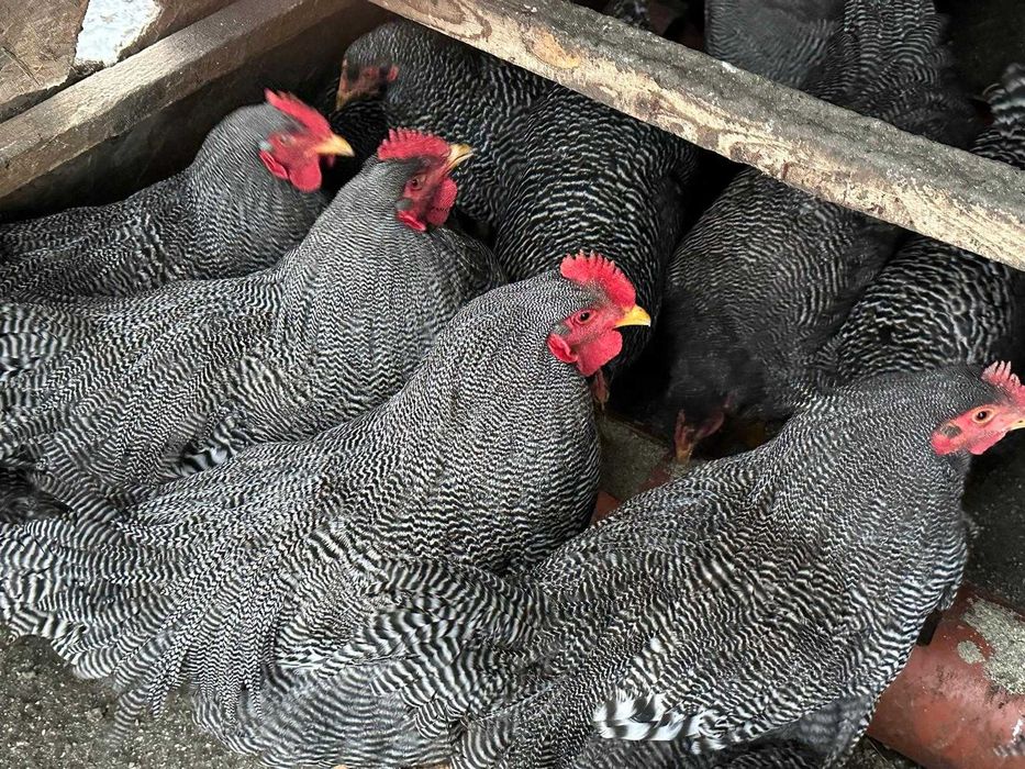 Ouă incubat La Bresse Plymonth Araucana Marans Wyandotte auriu