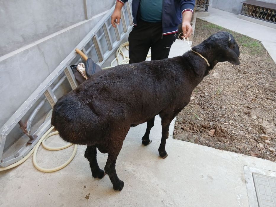 3 хил рангдаги кучкорлар бор 24/7.