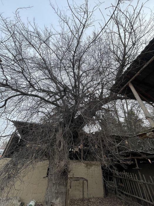 Продается дерево дуб