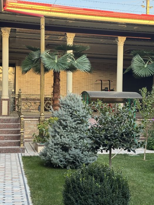 Suniy Eco Palma hizmatlari